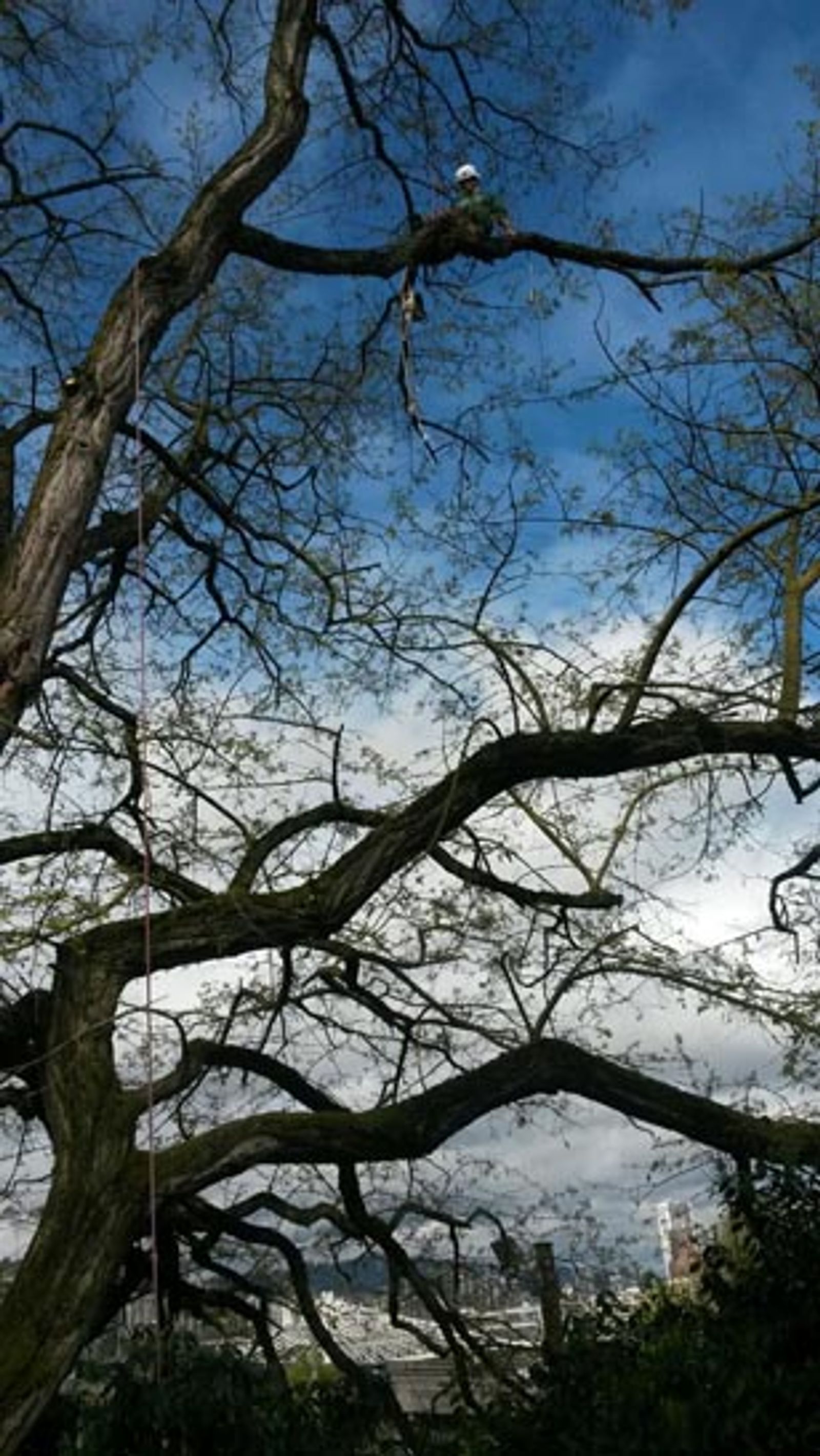 tree and other stuff