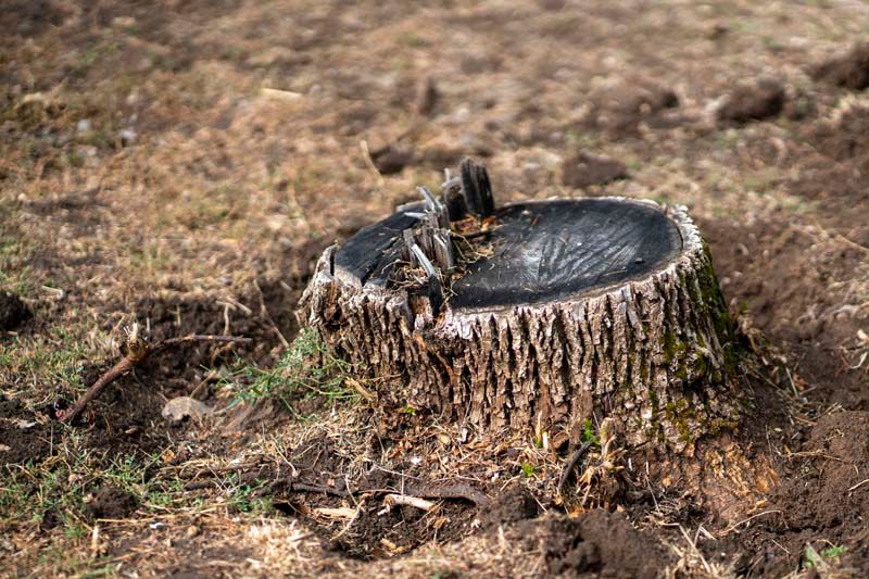 Stump Grinding & Removal