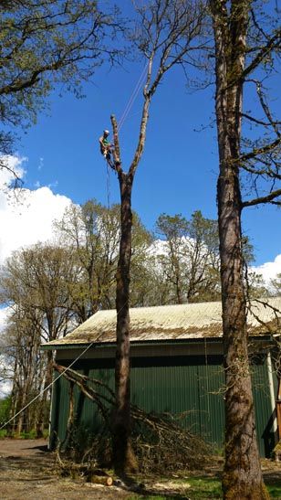 tree and other stuff