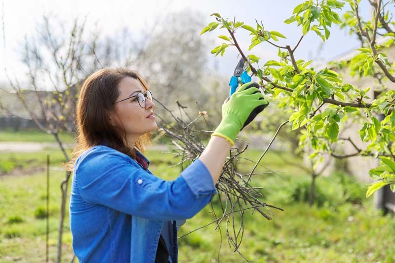 Fruit Tree Pruning