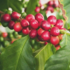 A bunch of red coffee berries on a leafy branch