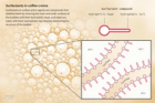 A detailed diagram of the role surfactants have in crema. The diagram includes a simplified illustration of a surfactant compound, and a zoomed in frame showing how surfactants line the inside and outside of the bubbles in foam to reinforce them. The text in the diagram reads: Surfactants in coffee crema. Surfactants or surface active agents are compounds that stabilise foam by covering the inner and outer surfaces of bubbles with their hydrophilic head, and repel any water with their hydrophobic tail, thereby reinforcing the structure of the bubble.