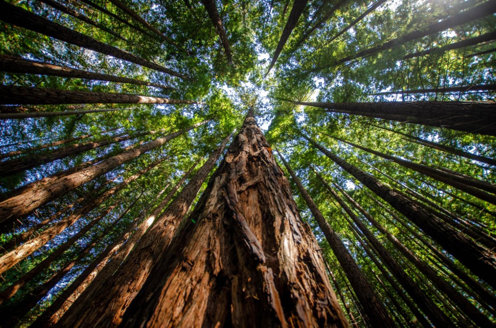 Instead of helping employees simply cope with disruption, how can leaders foster an environment where employees can thrive in an age of disruption? Resilience expert and audience favorite Andy Bernstein shares a surprising lesson from the natural world.