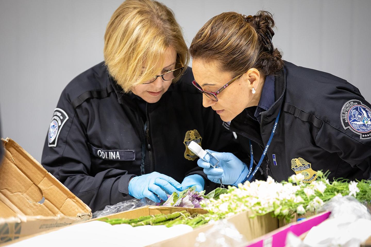Inspectoras revisando un cargamento de flores en una aduana
