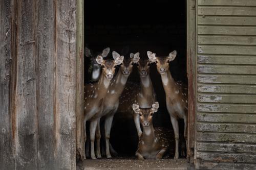 crowd of deer looking out of a wooden barn doorway