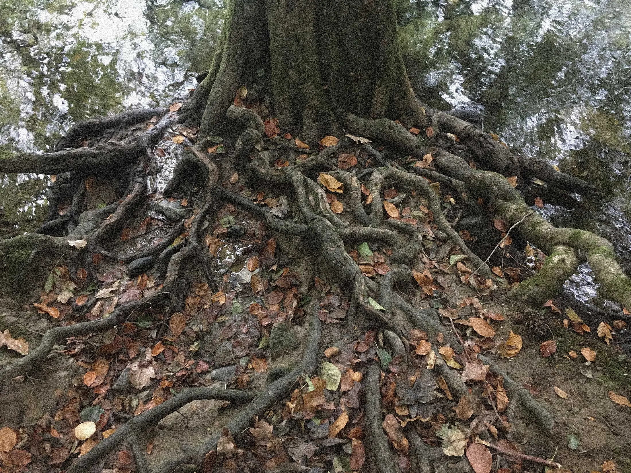 base of a tree on a river bank with a complex twisted root system