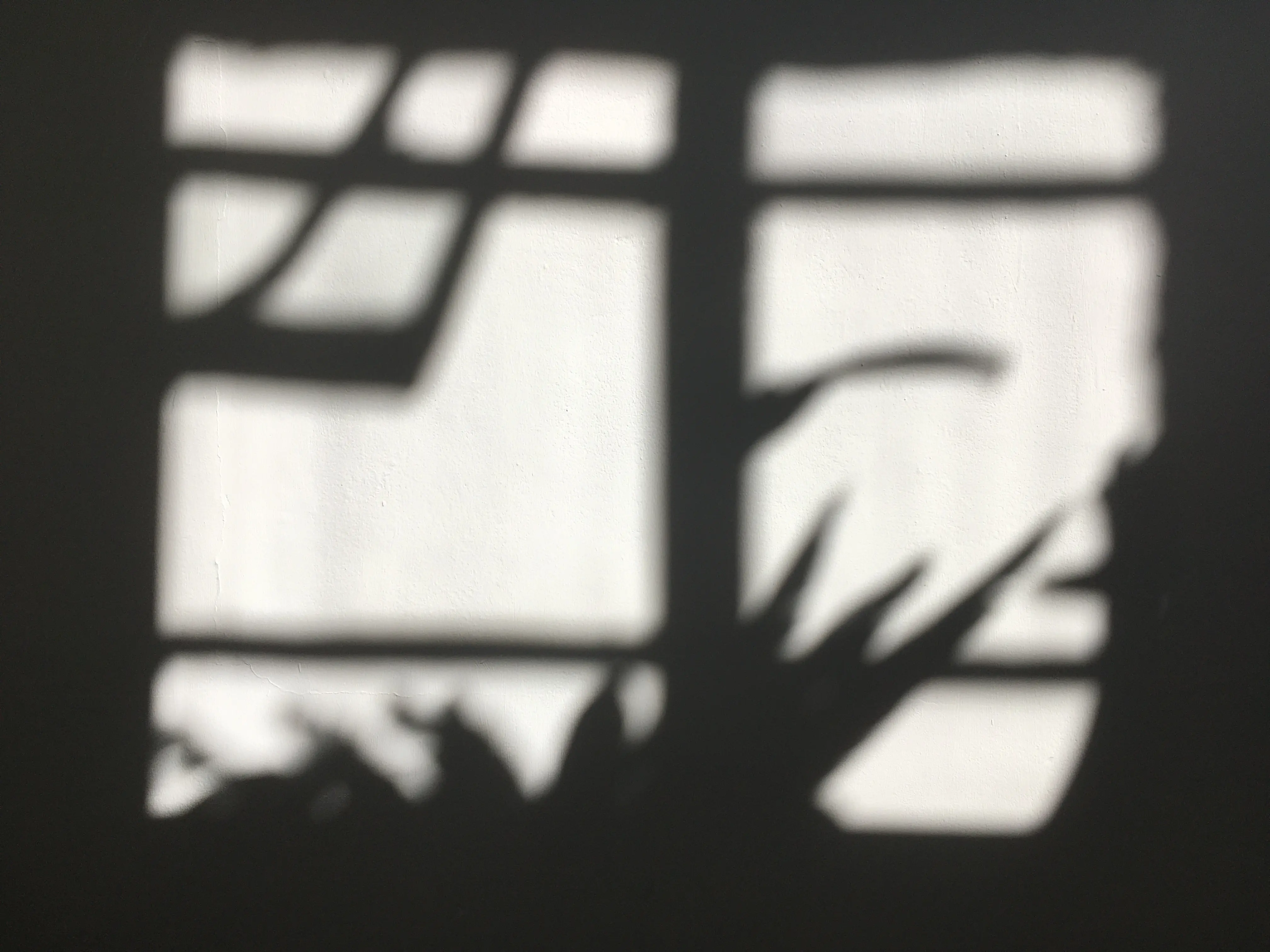 black and white photo of the shadow of a window frame with spiky plants