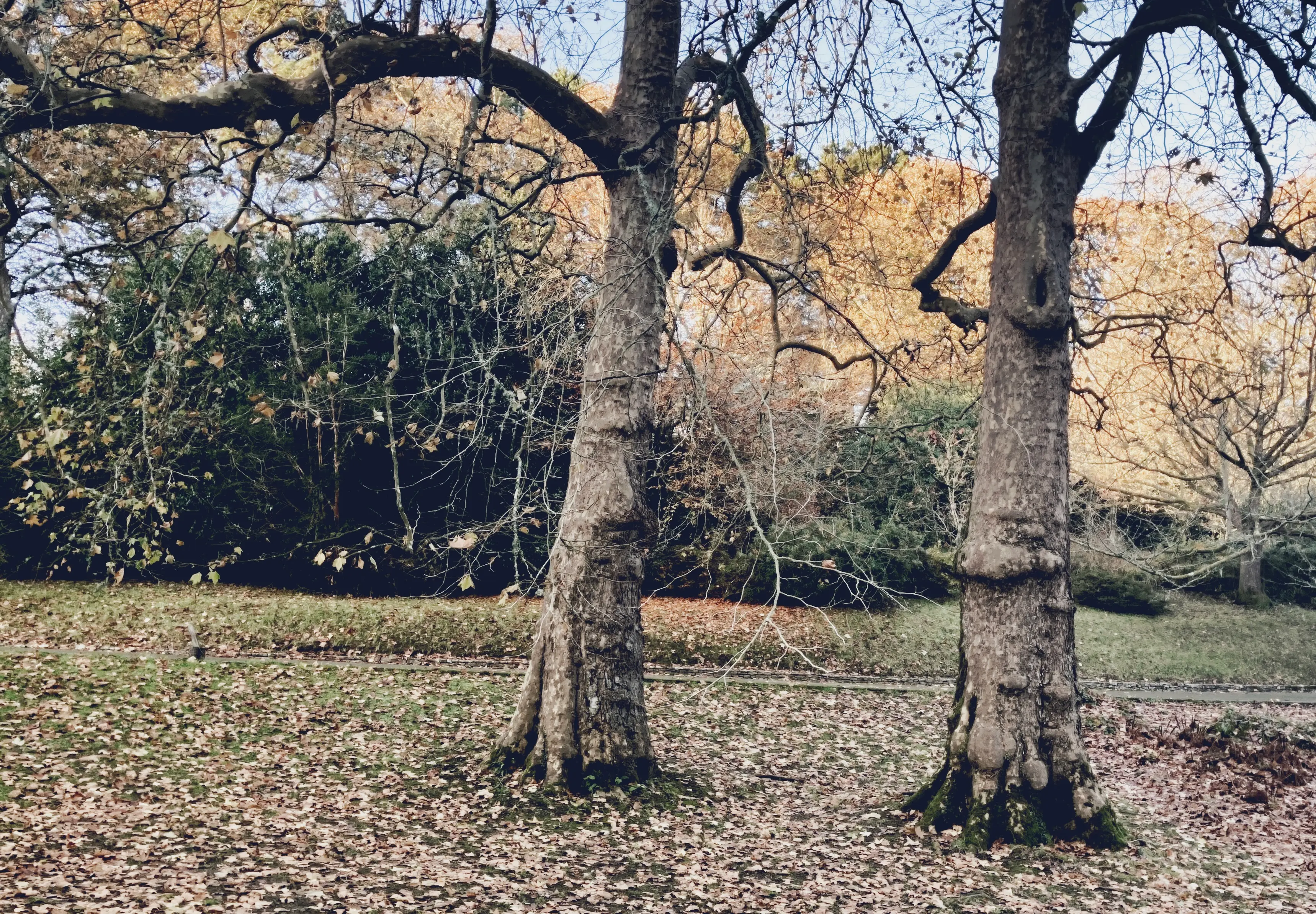photo of two bare winter trees that look as if they're talking to each other