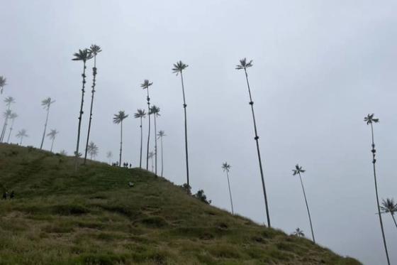 Valle de Cocora, Colombia
