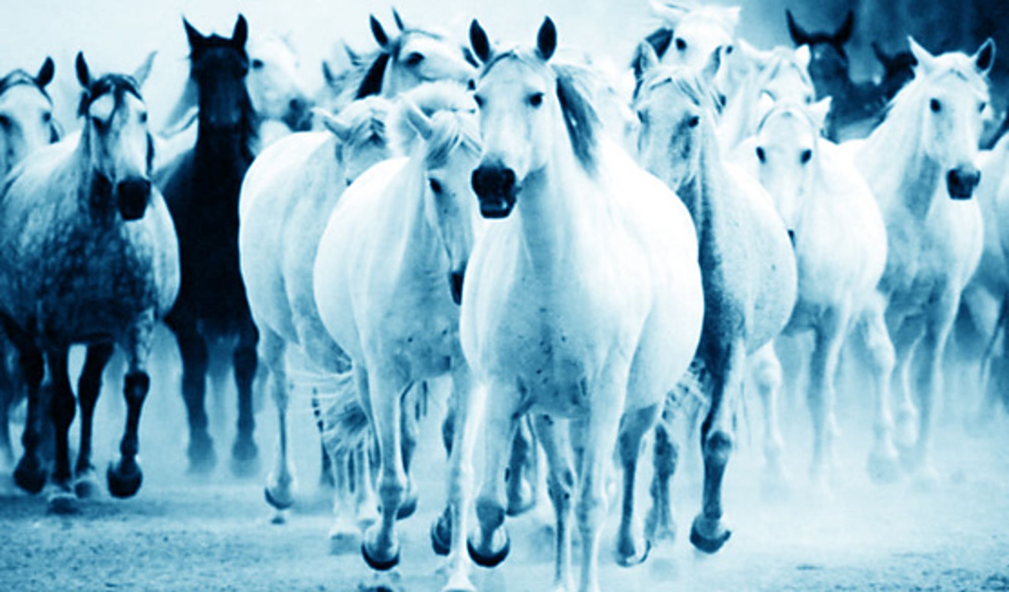 White horses (NO)