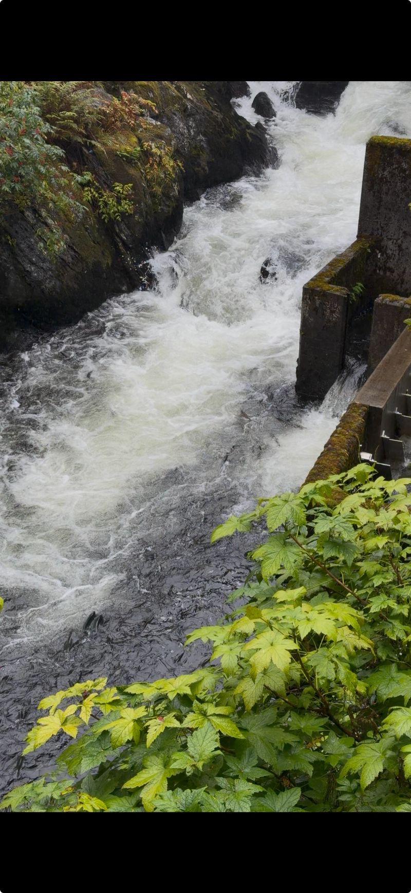 Salmon just be Salmoning - Ketchikan