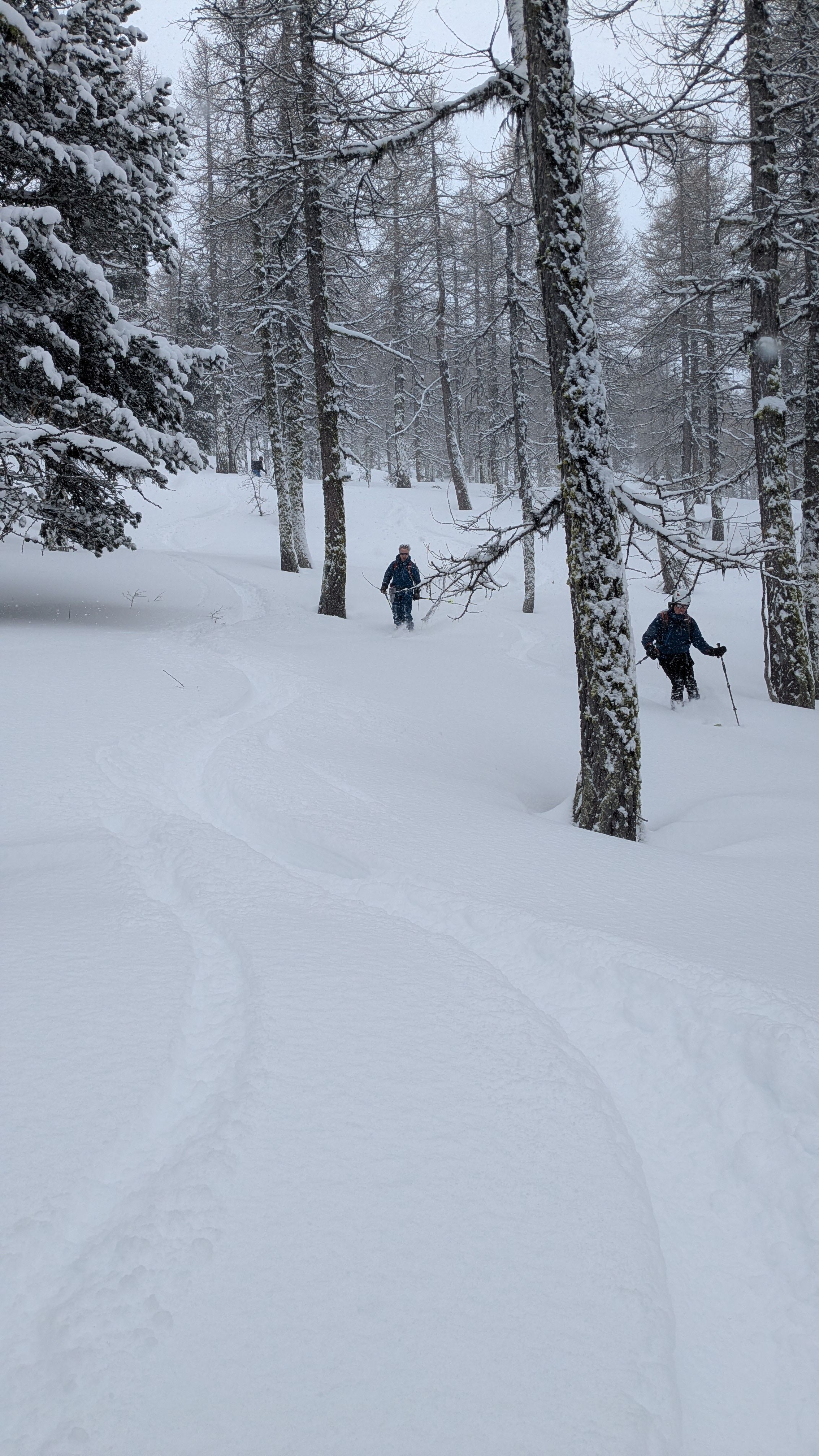 Découverte du ski de rando dans la forêt de mélèzes.