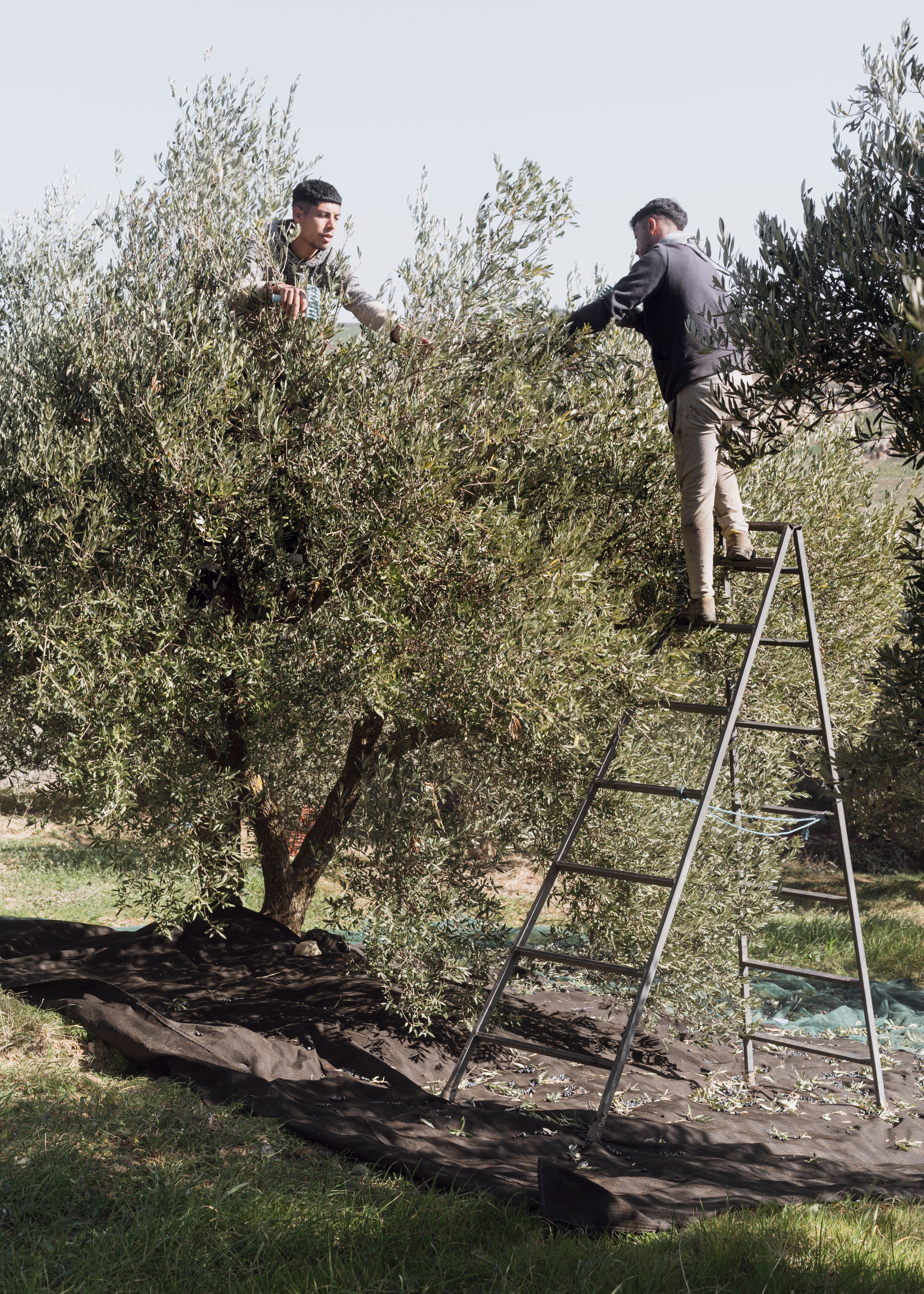 Crafting a Premium, Ethically-Driven Olive Oil Brand