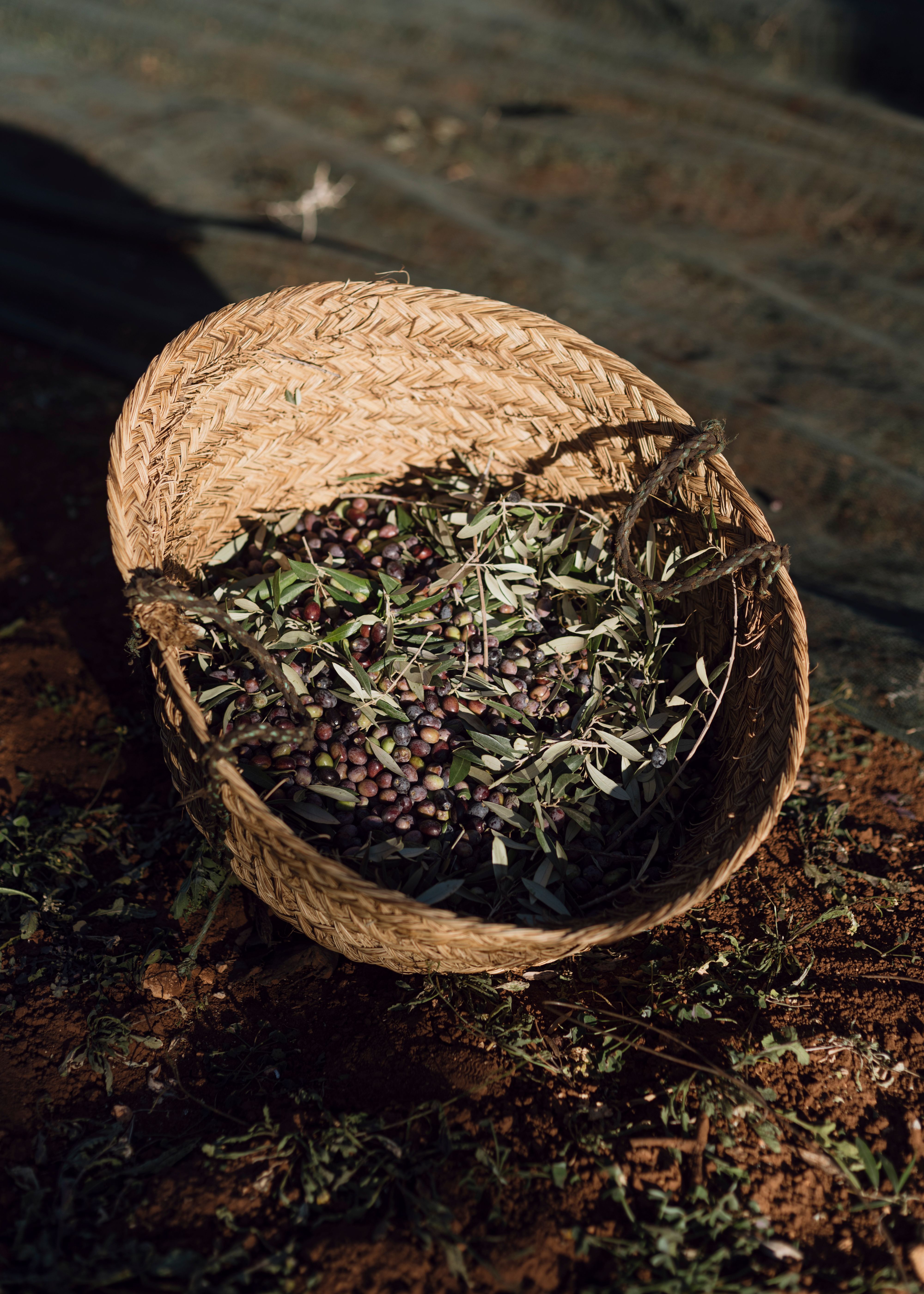 Crafting a Premium, Ethically-Driven Olive Oil Brand