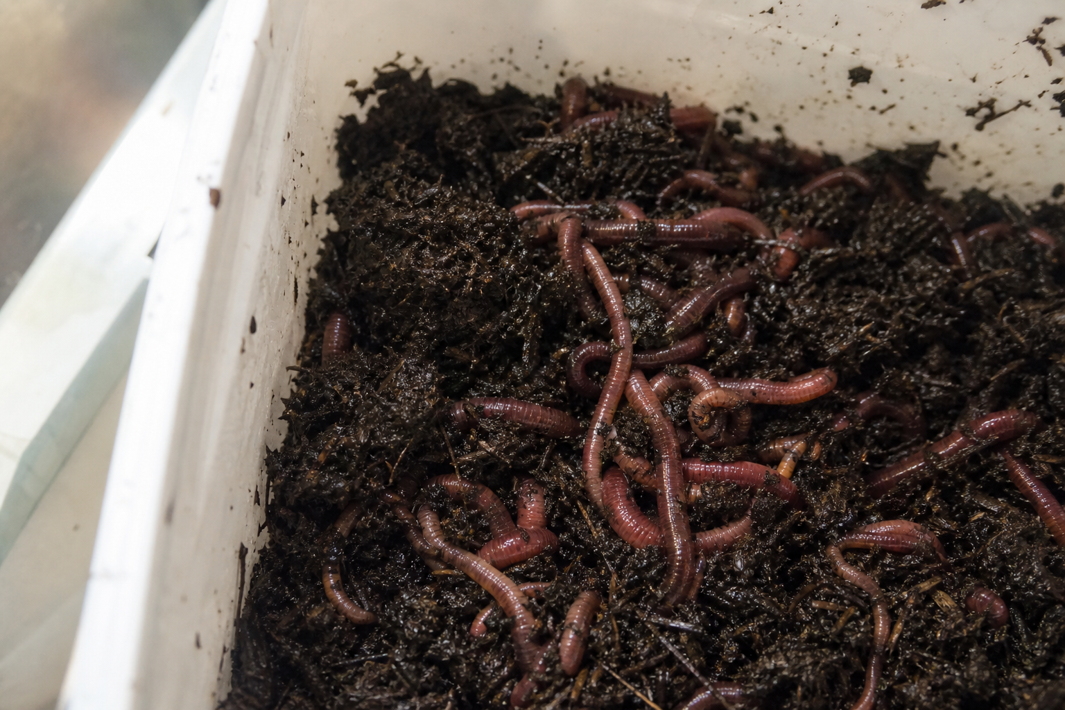 Dark red dendrobaena worms nestled in moist peat compost inside a white tub