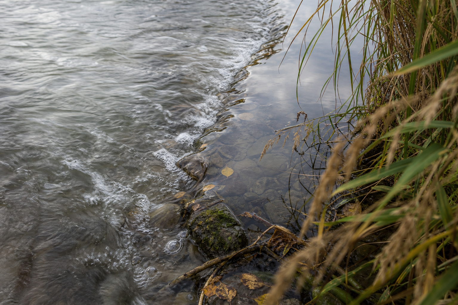 Close-up of a river crease where fast water meets a slower, calmer channel beside reeds