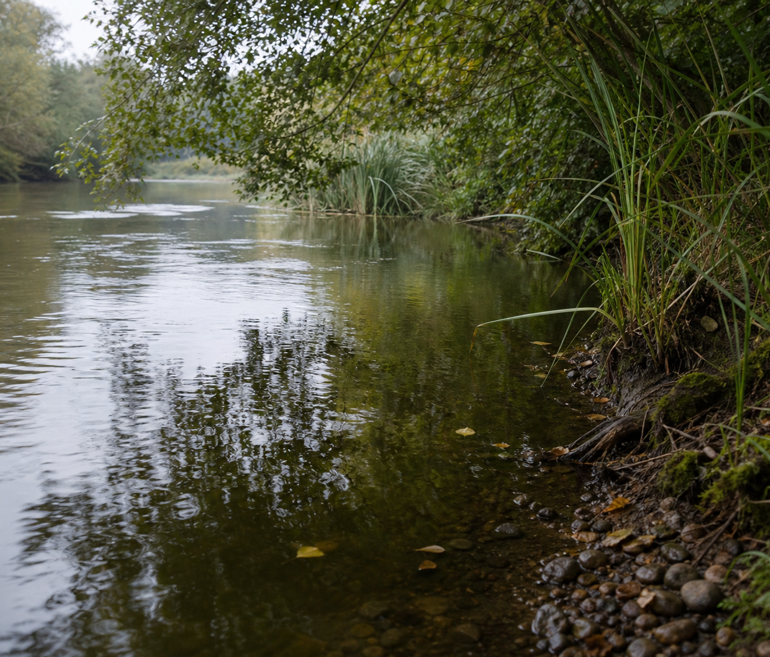 Calm river glide with overhanging trees and reeds on the bank