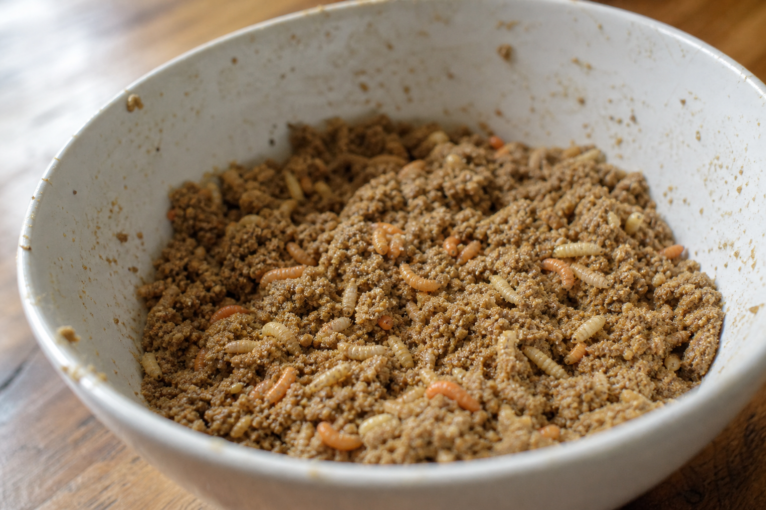 Close-up of wetted groundbait mix in a white mixing bowl with a scattering of maggots on top.