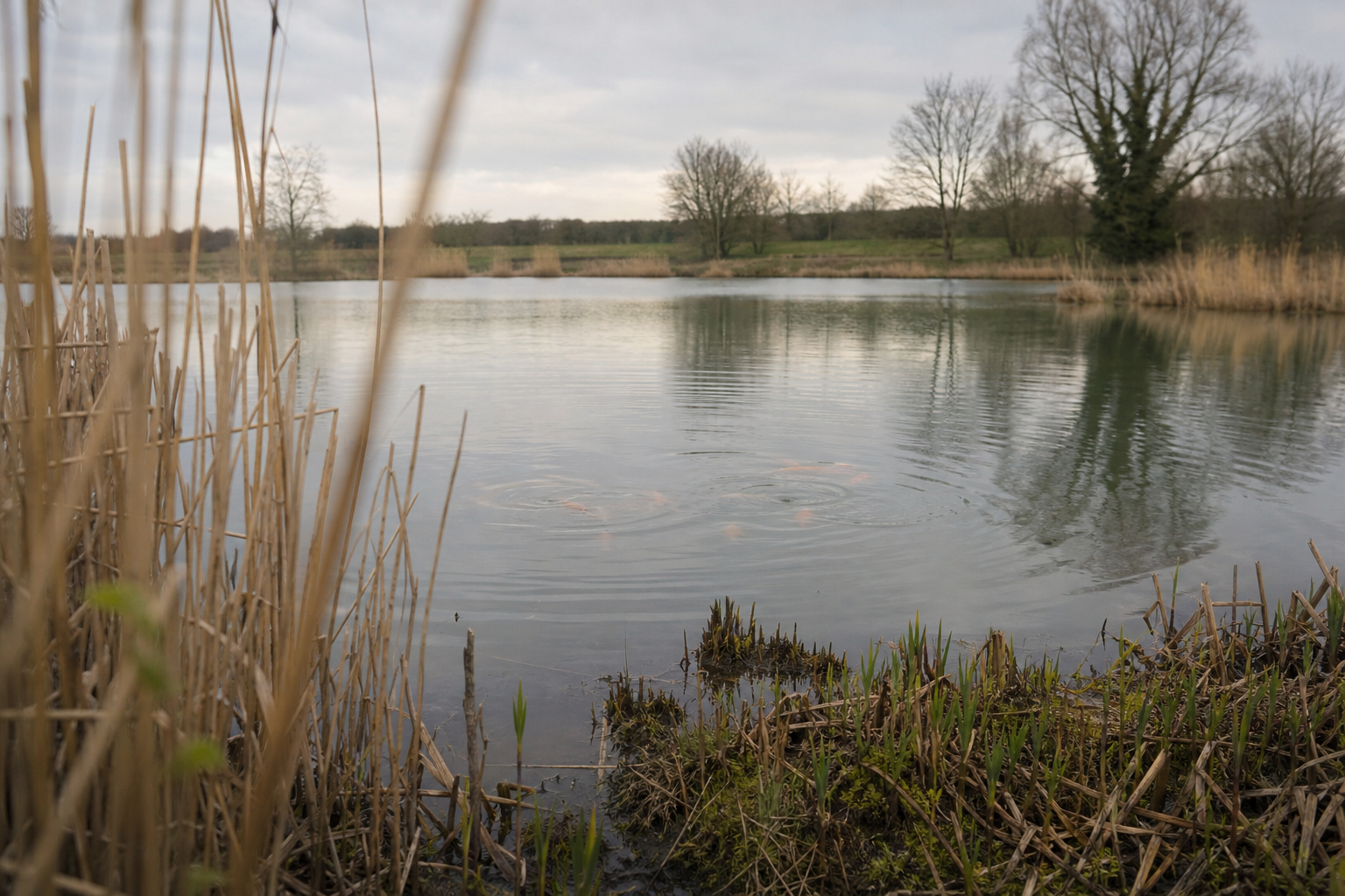 A calm commercial carp lake surrounded by reeds and low spring vegetation, no anglers present.