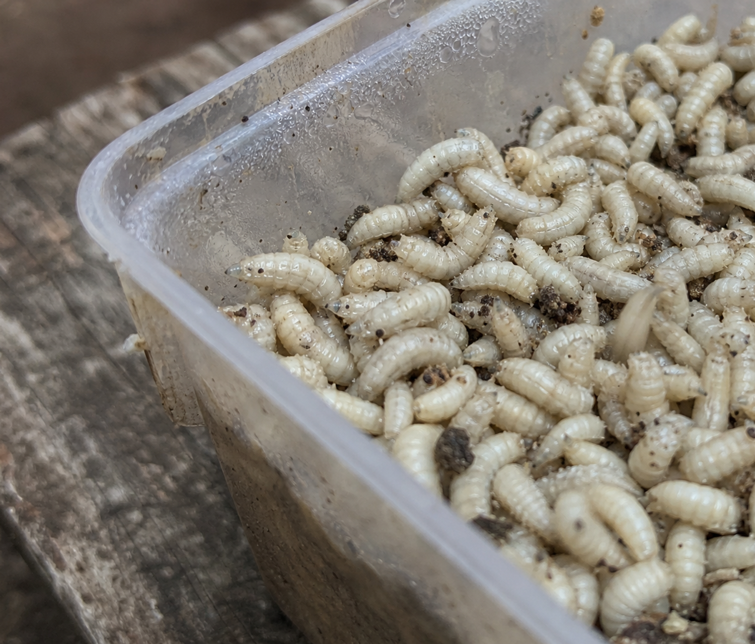 White maggots filling a shallow plastic bait box, close-up detail