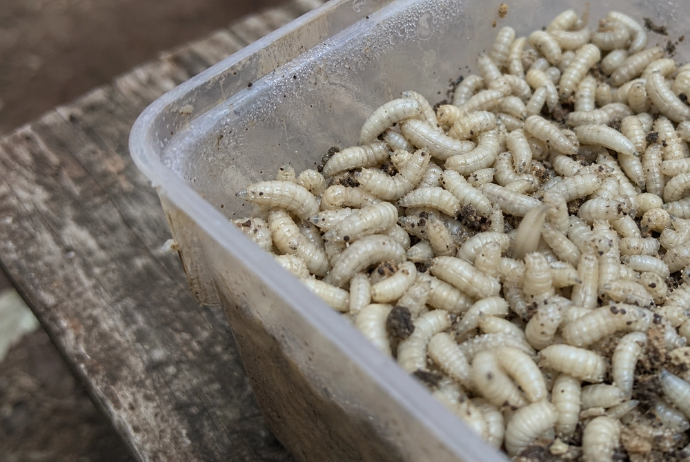 White maggots filling a shallow plastic bait box, close-up detail