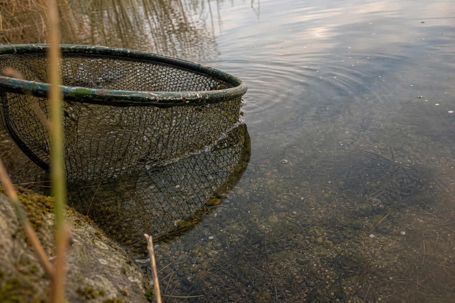 Keepnet mouth held below the surface of a still, clear lake margin