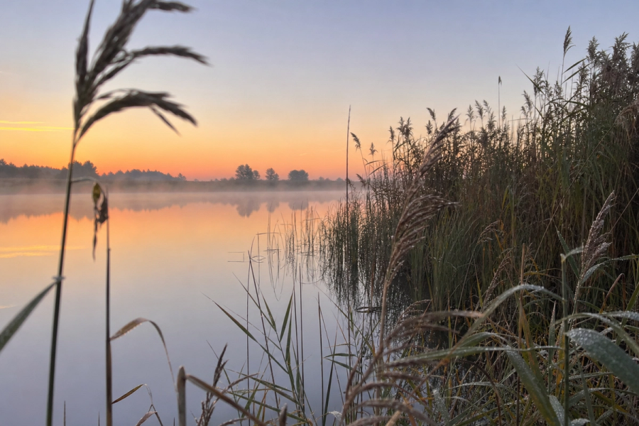 Still commercial carp lake at dawn with calm water and reed beds.