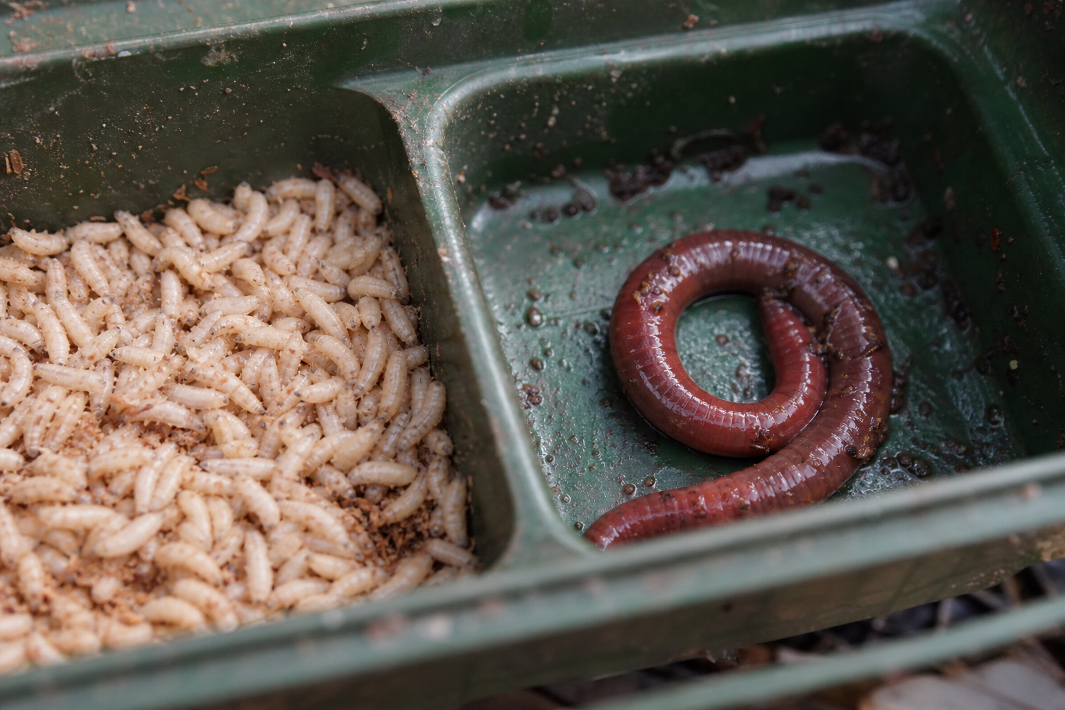 White maggots and a coiled earthworm on a green bait tray, natural light