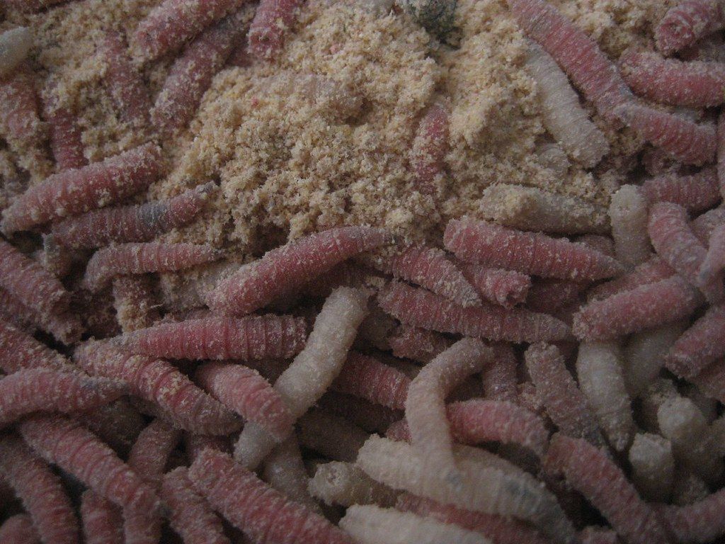 Close-up of red and white maggots mixed with fine groundbait, a popular coarse loose feed