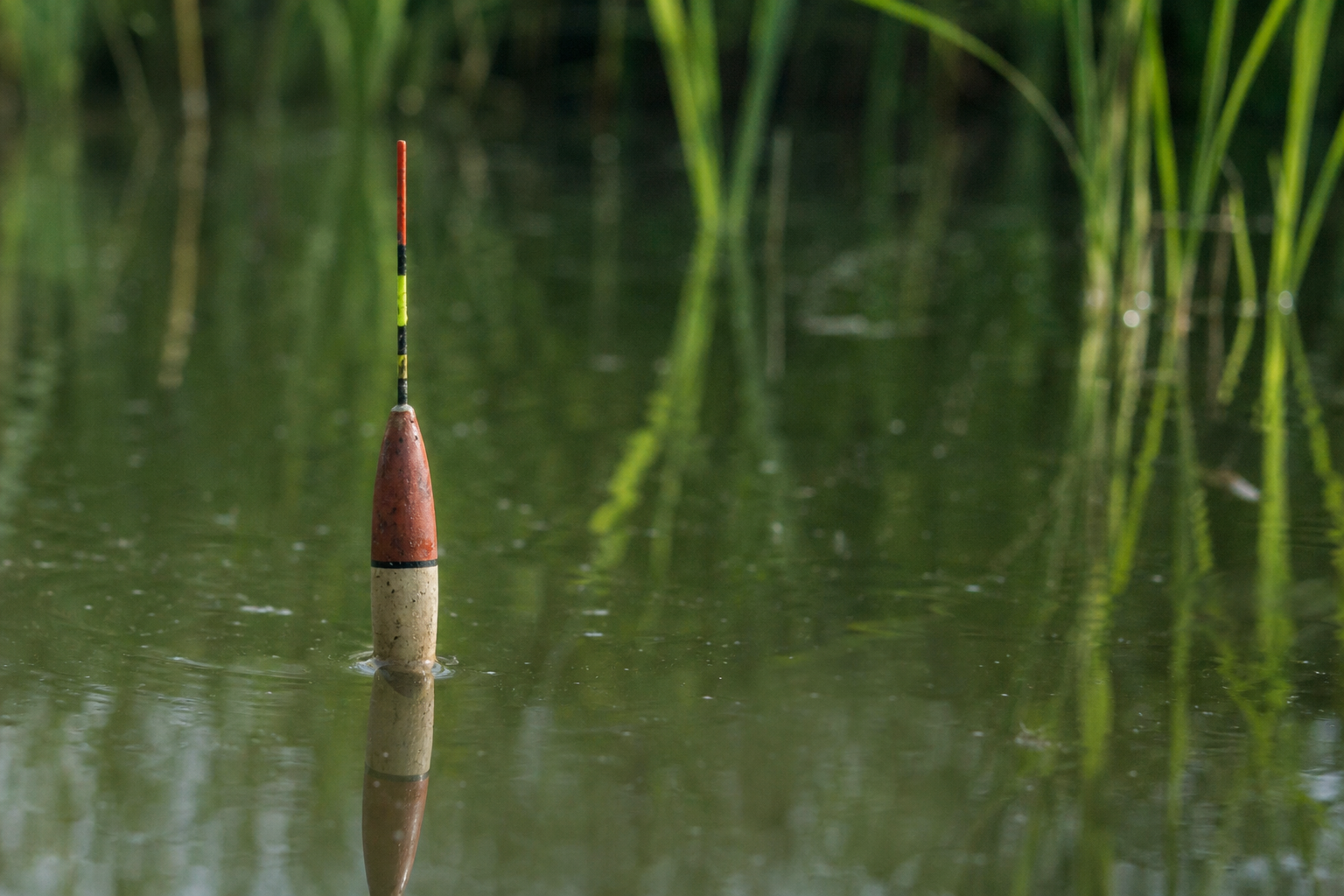 A small pole float sitting upright in still green water, tip just visible