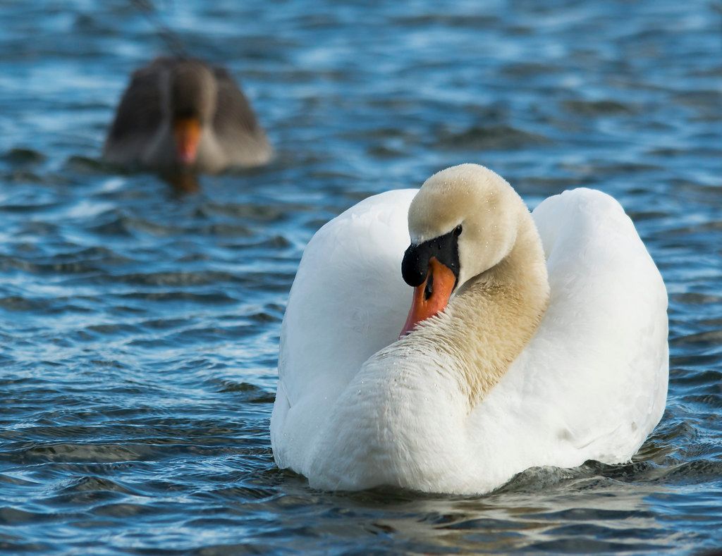 Mute swan floating on a lake