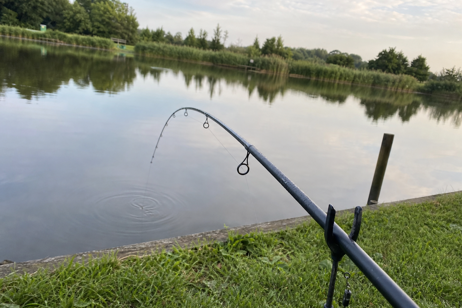 Feeder rod quivertip curving slightly over still water on a commercial lake