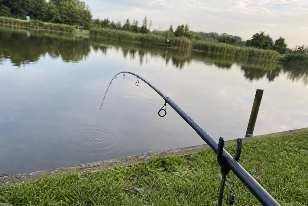 Feeder rod quivertip curving slightly over still water on a commercial lake