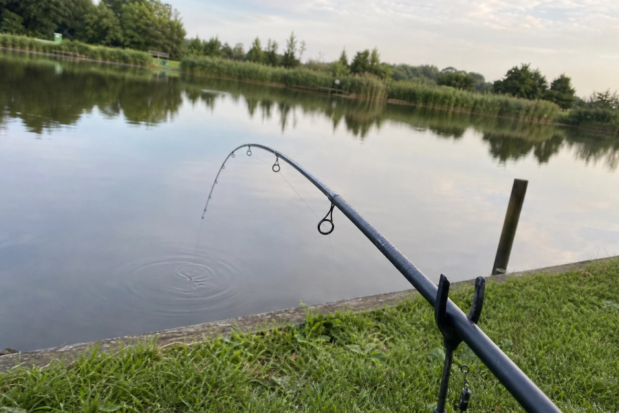 Feeder rod quivertip curving slightly over still water on a commercial lake