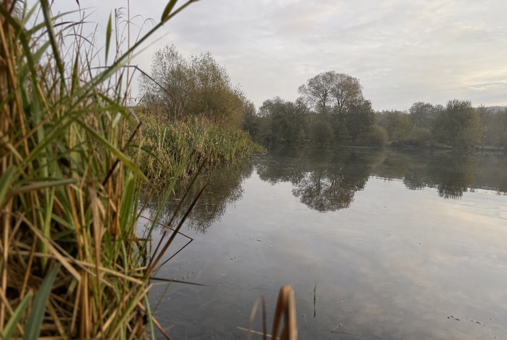 Still lake at a coarse fishery with reeds along the bank and calm water