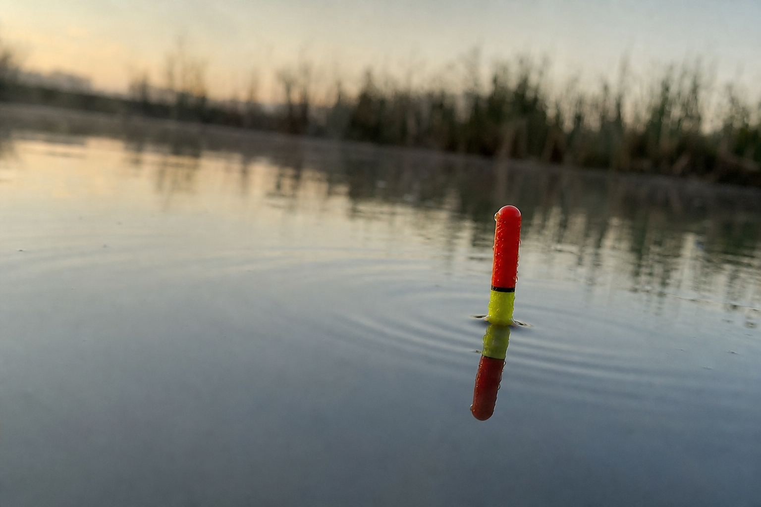 A waggler float sitting upright with just the coloured tip showing above a calm water surface