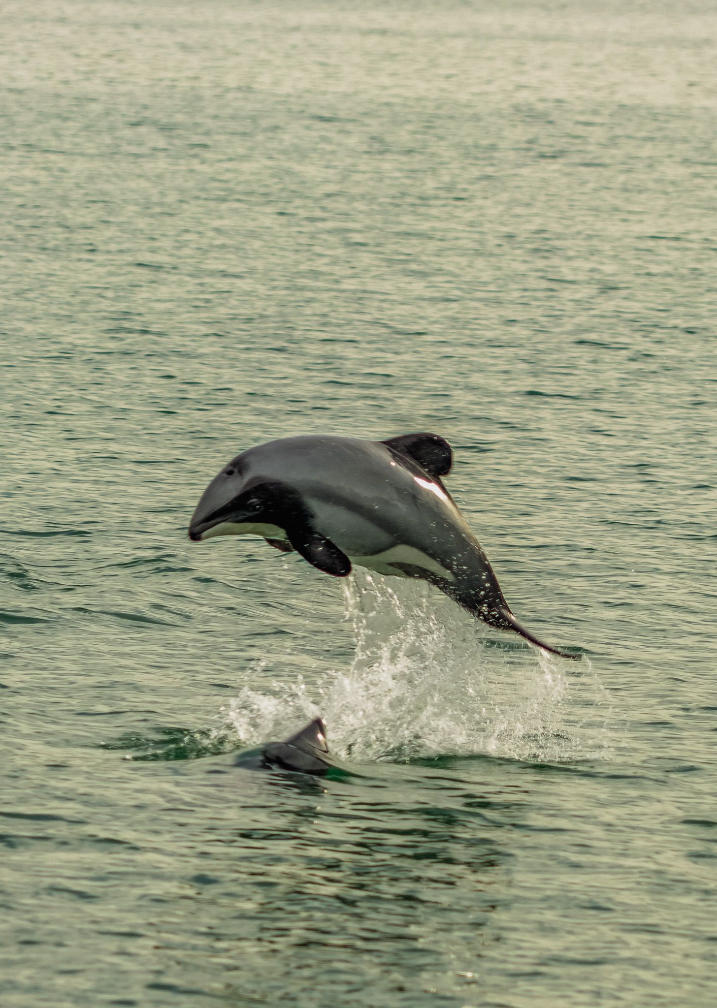 Same Name, Same Waters: Our Ongoing Support for Hector's Dolphins