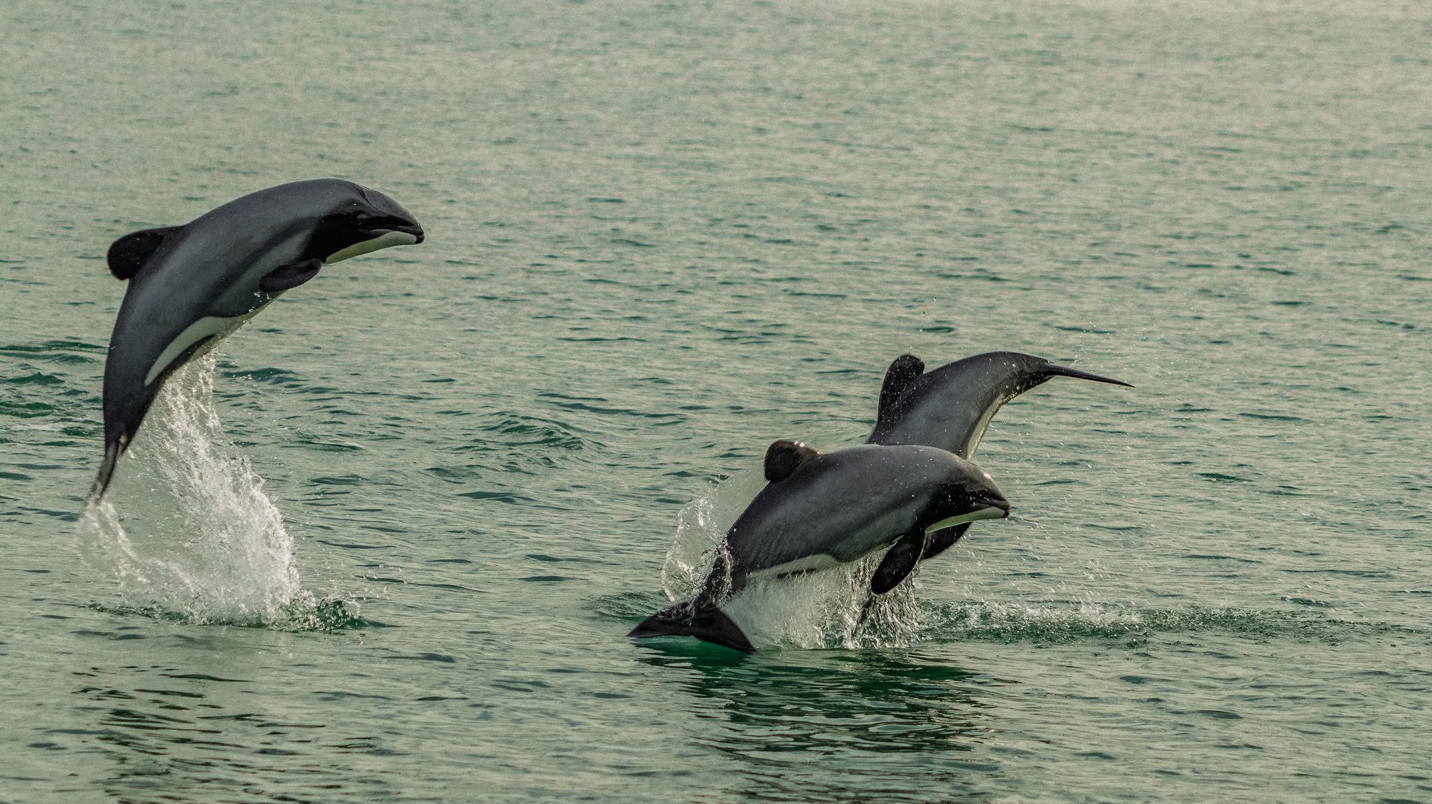 Why the Hector's Dolphin Is at the Heart of Everything We Do