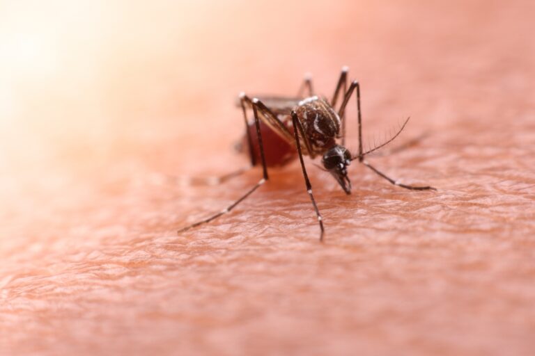 What is Malaria?