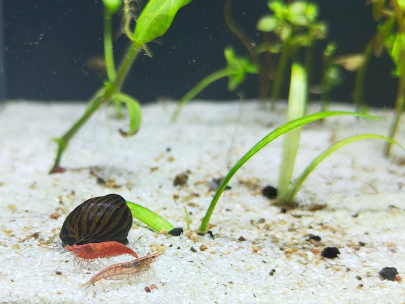 Beautiful nerite snails & Cherry Shrimp