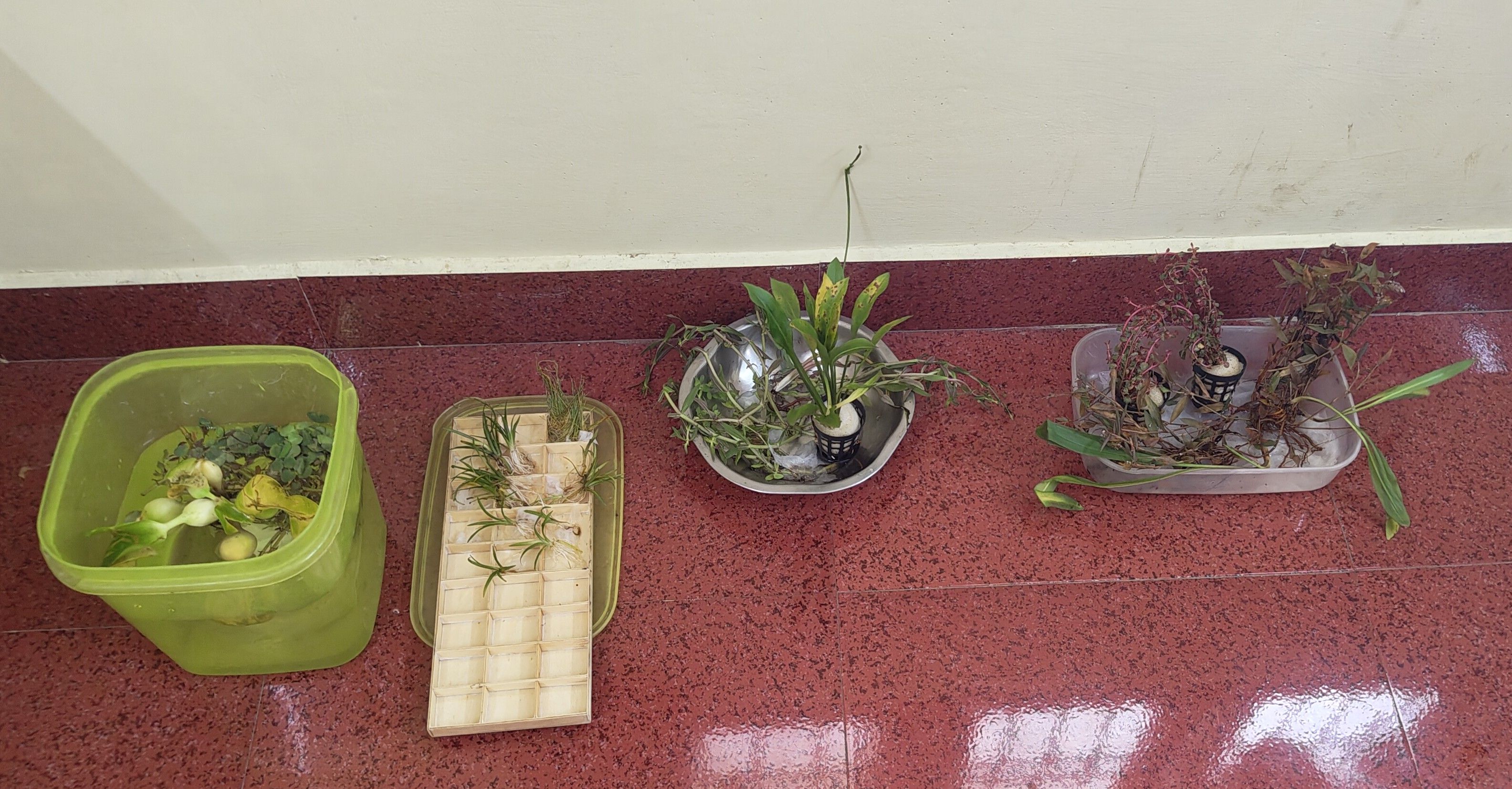 some of the plants i bought