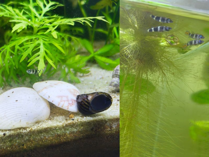 my beautiful rocket killifish