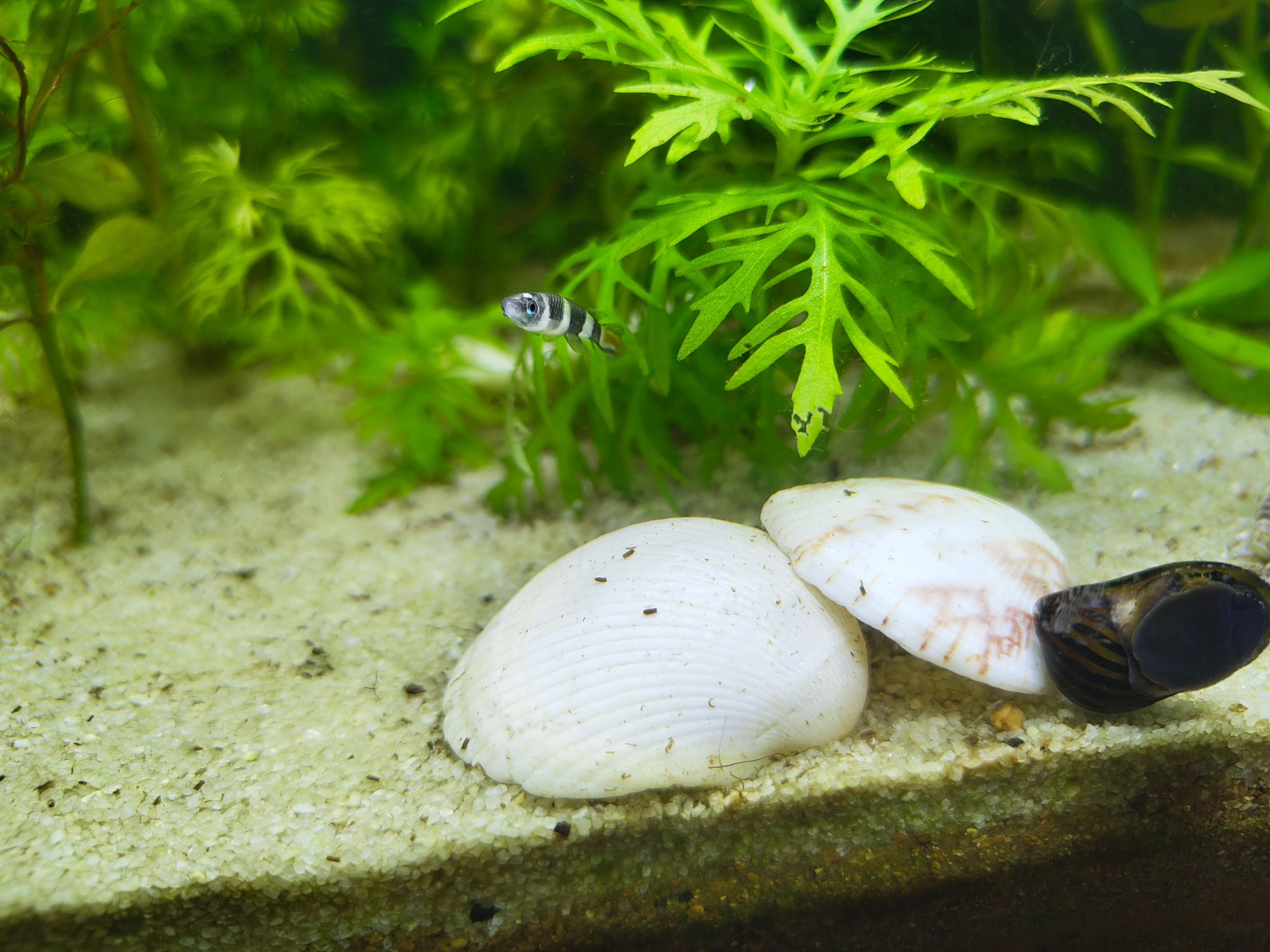 Cover picture showing my Rocket Killifish in my Tank