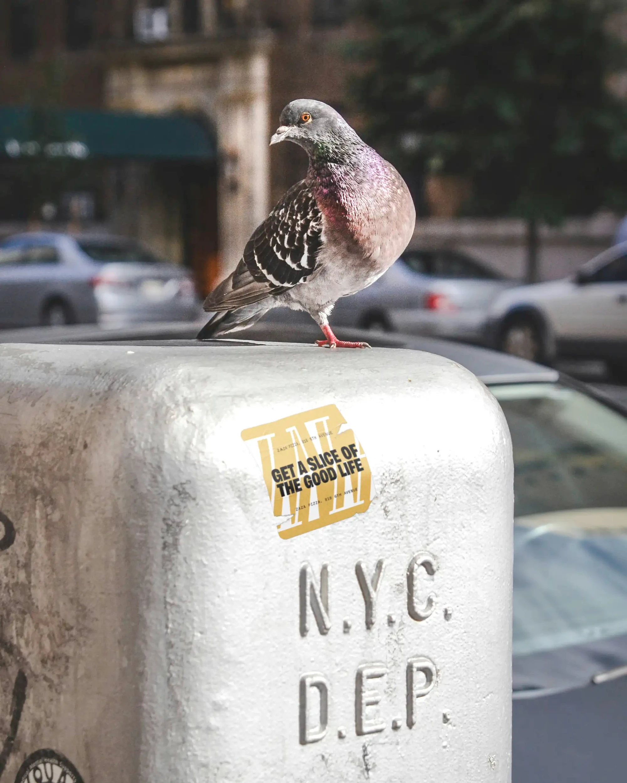 A torn ZaZa sticker is plastered on a New York street sign.