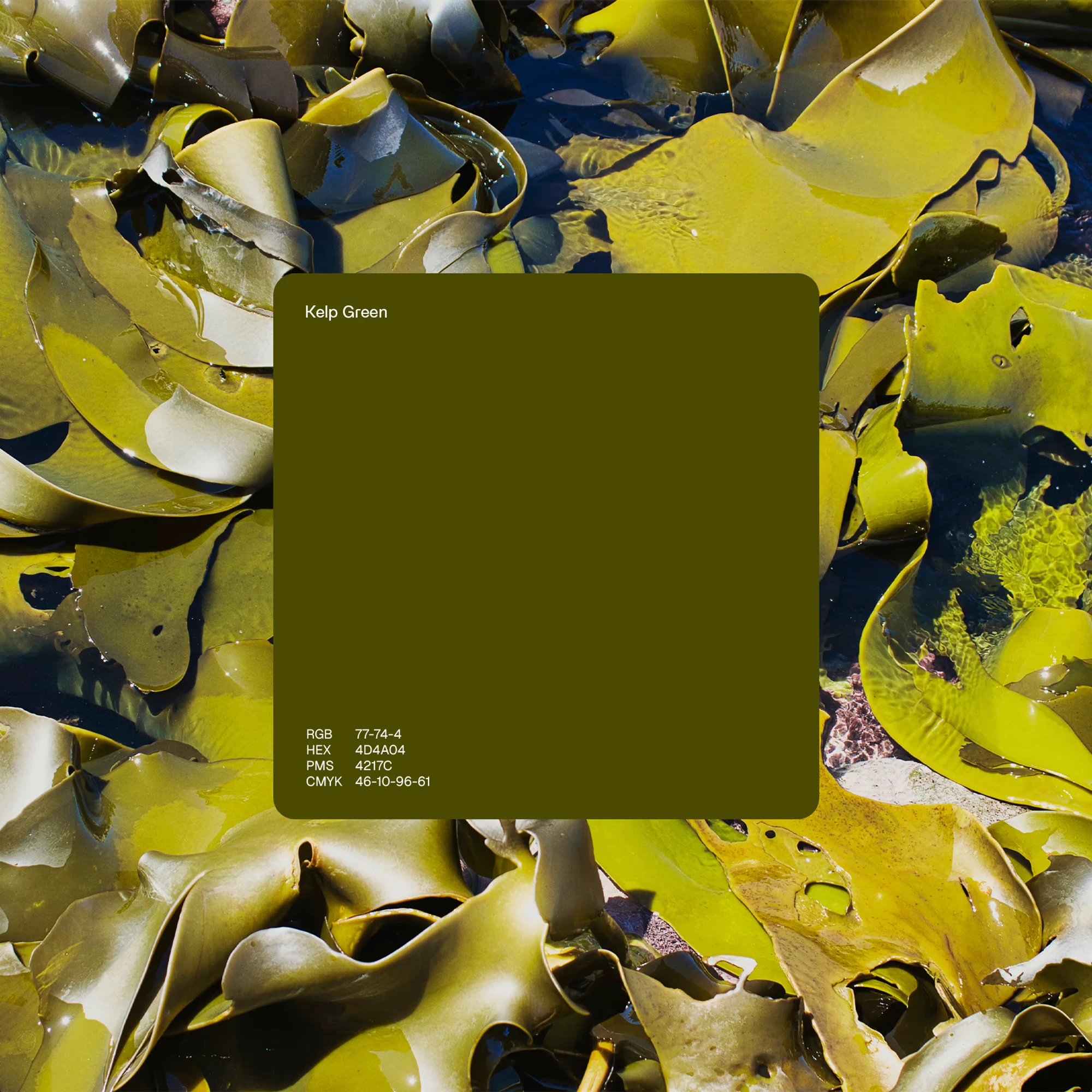 ORA's primary colour Kelp Green sits as a swatch against a kelp background.
