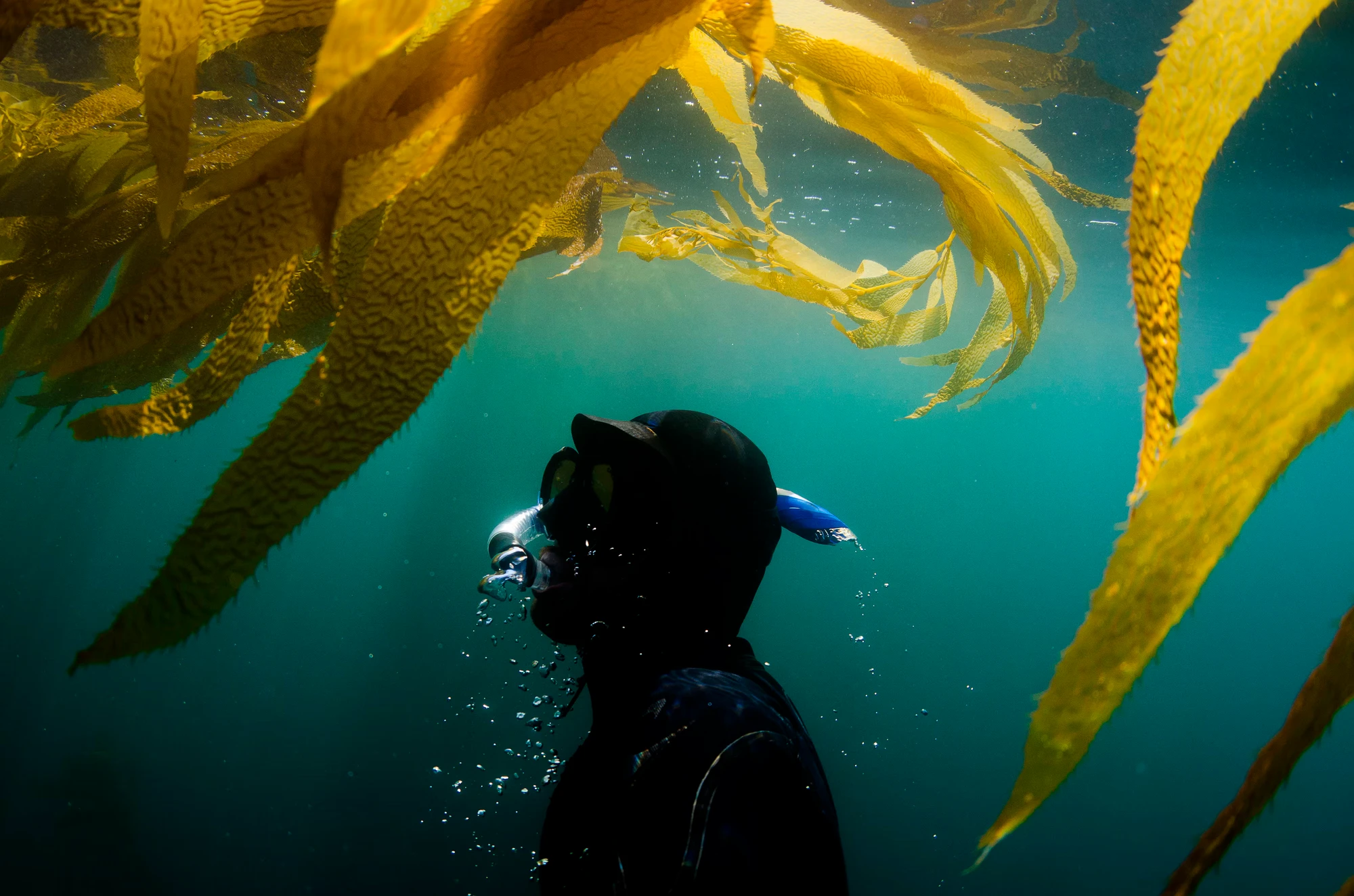 A diver ascends underwater amongst waving kelp.