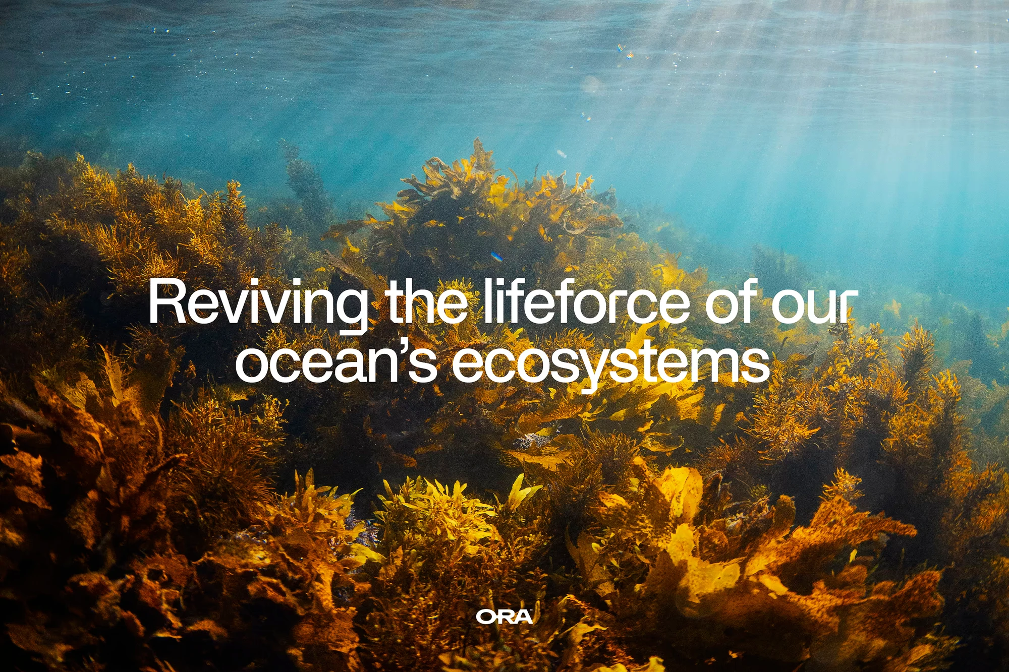 An underwater seaweed and coral scene is emblazoned with the text 'Reviving the lifeforce of our ocean's ecosystems'