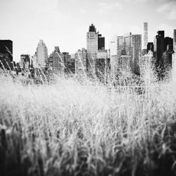 NEW YORK GRASS