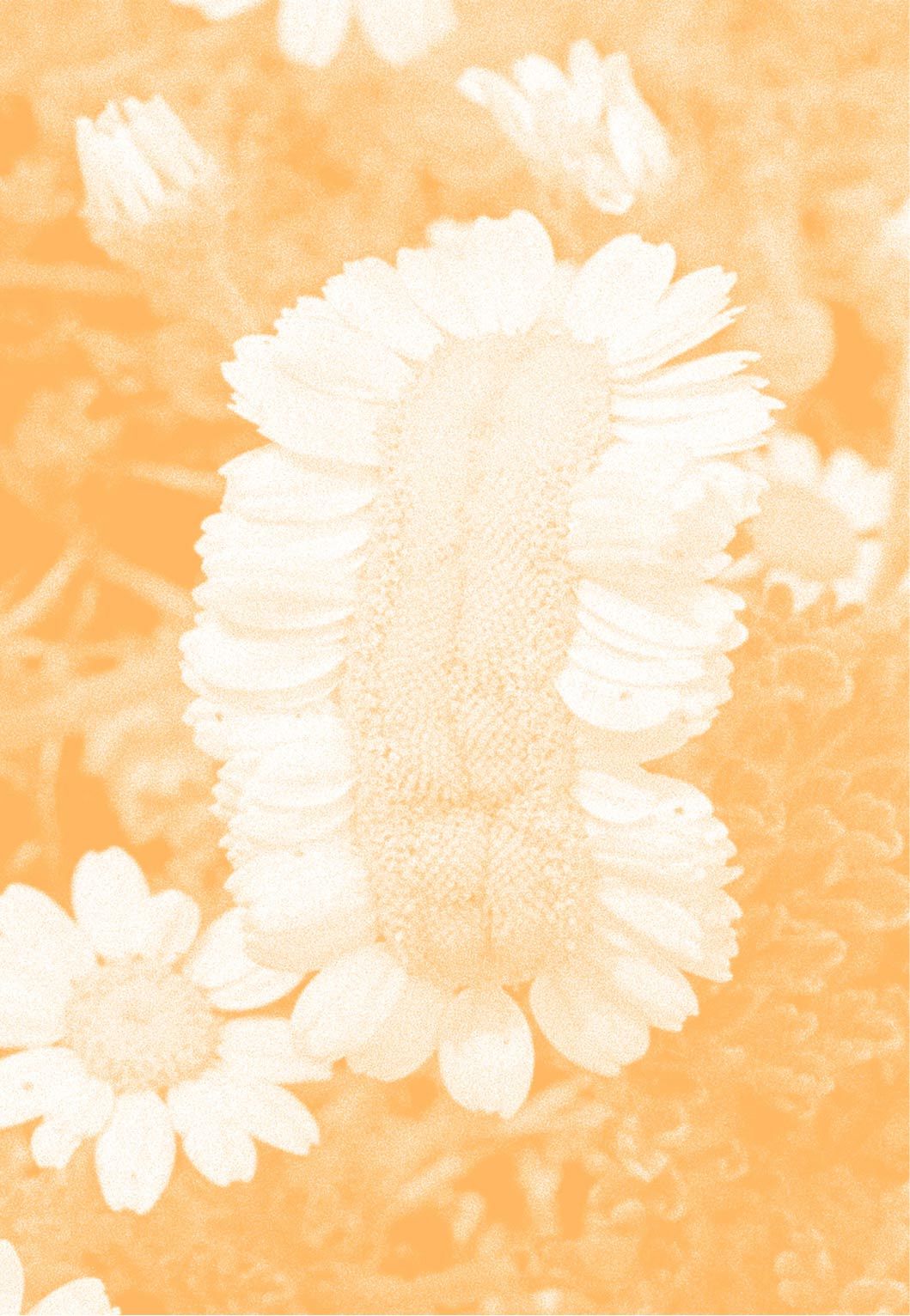 A process. Fasciation of a Woolly Chamomile, Bob Gibbons, 2005