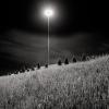 Traffic Island - QEW and 427, Toronto, Ontario